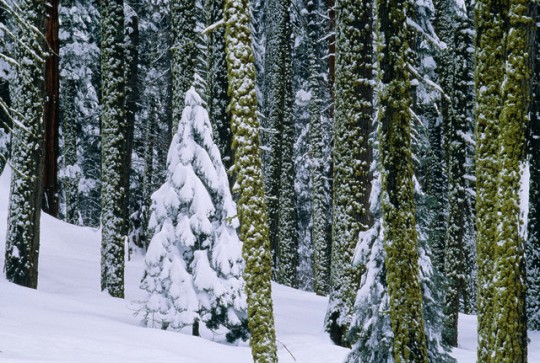 bosco sotto la neve