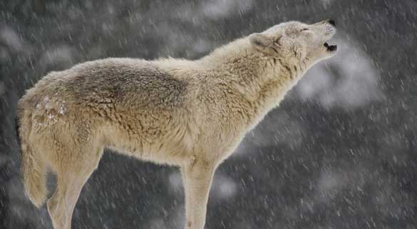 lupo e la neve