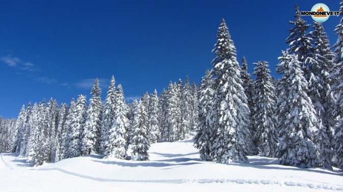 Neve fresca Altopiano di Asiago - Bosco innevato